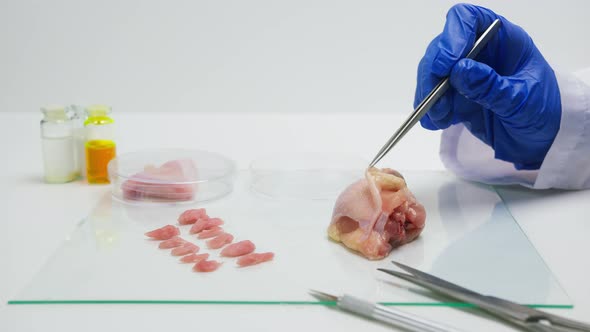 Medical Scientist Specialist in Medical Uniform Taking a Piece of Meat with Tweezers for Research in