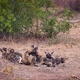 African wild dog in Kruger National park, South Africa - VideoHive Item for Sale