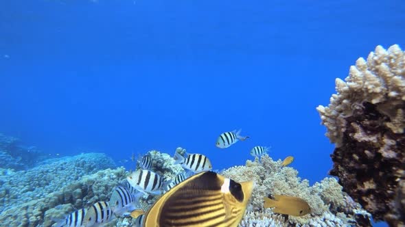 Tropical Seascape Underwater Life