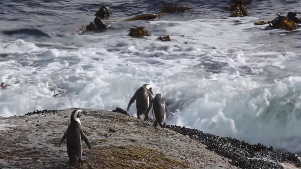 penguins jump into ocean with seaweed