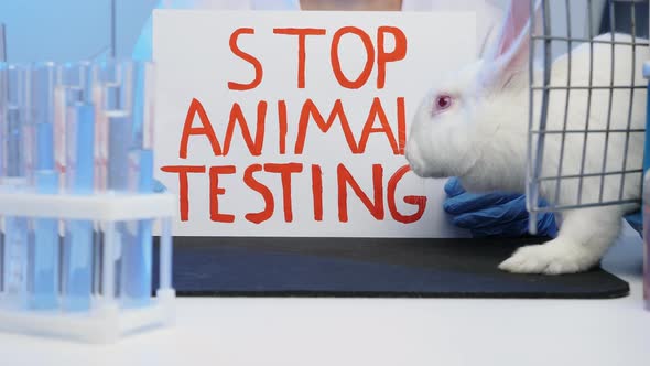 Stop Animal Testing Poster in Human Hands in Laboratory