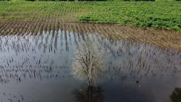 Trees In Middle Of Flooded Fields In Battambang, Cambodia. - aerial ascend