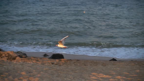 Flight of seagulls over the sea. Slow motion.