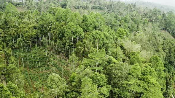 Drone Flight Over Dense Forest Of Lumajang Regency