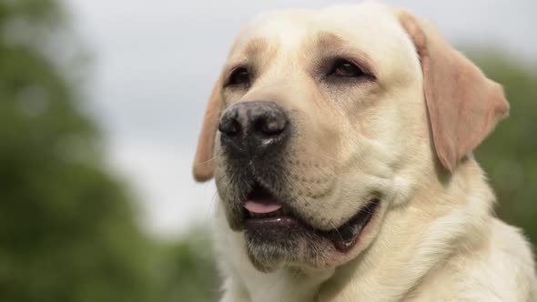 Labrador Retriever Dog in Park