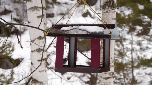 Bird Feeder in the Park