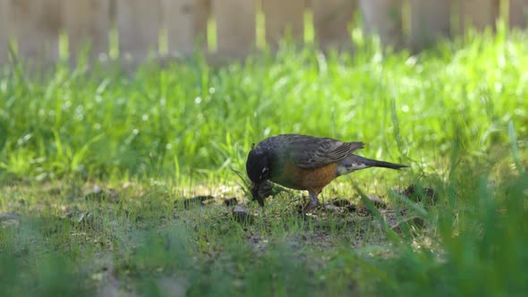 Robin bird is searching for worms in the warm spring weather