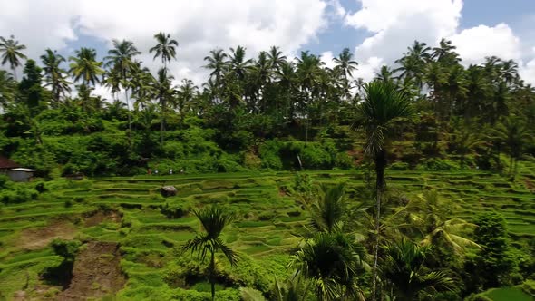 Drone circle shot around the highest palm tree in the valley with rice terraces in Ubud on Bali, Ind