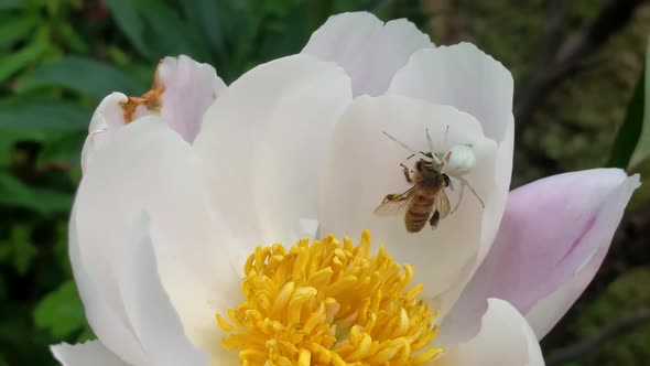 White spider eating trapped wasp closeup on flower