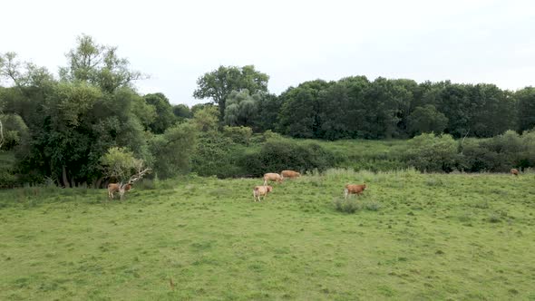 Dairy Cattle Herd Grazing on Cow Farmland in Germany, Aerial Drone View