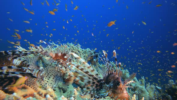 Tropical Blue Sea Water Lionfish