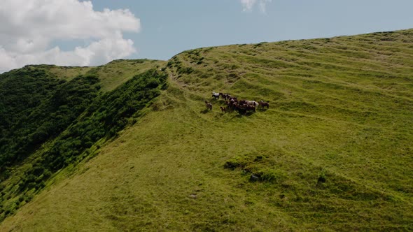 Aerial Drone View. Wild Horses on the Green Mountains In Background Rock and Blue Sky. V3