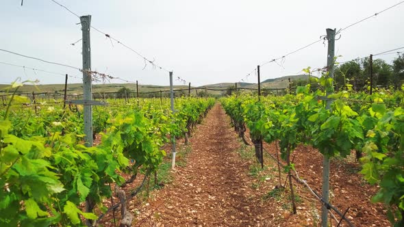 Walking in Wineyard