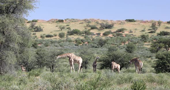 cute Giraffes, South Africa wildlife