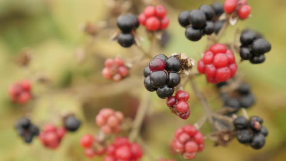 Shallow DOF of wild European blackberry bush 4K 2160p 30fps UltraHD footage - Close-up of Rubus frut