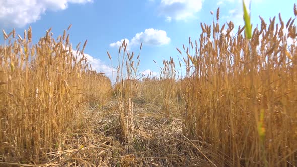 Walking Through the Field of Wheat