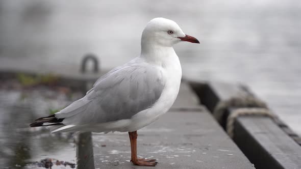 This footage is featuring the Silver Gull also known as sea gull which is common throughout Australi