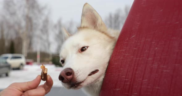 Man is feeding the husky dog with a piece of chocolate