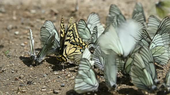 Close-up Slow Motion A Group of Butterflies with Cyan Wings That Absorb Nutrients and Crawl on the