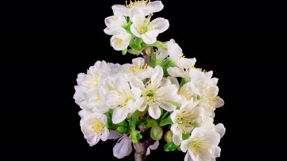 White Flowers Blossoms on the Branches Cherry Tree