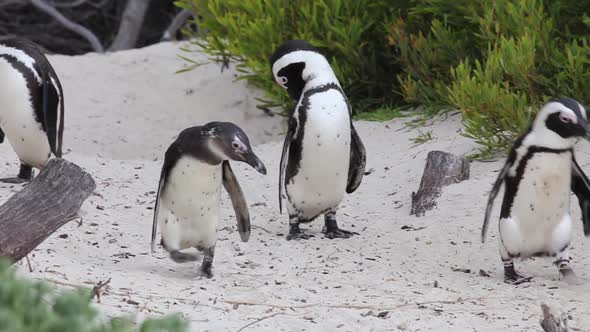 Penguins preen and walk together