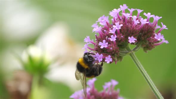 A bumblebee taking nectar and pollinating a flower.