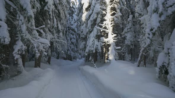 Movement on Winter Forest Road Among Snowcovered Firs