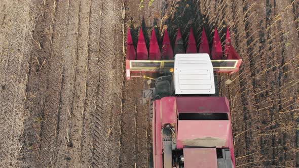 Aerial View Combine Harvesting on Sunflower Field. Mechanized Harvesting Sunflower. Large Field of