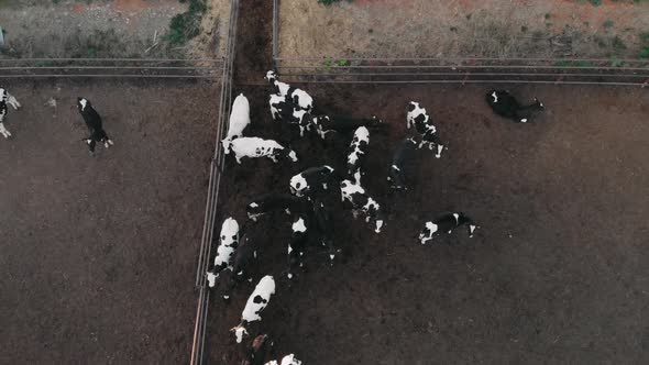 Cows From a Dairy Farm Brought To Slaughter at a Meat Factory.Livestock Defenders Save Depleted