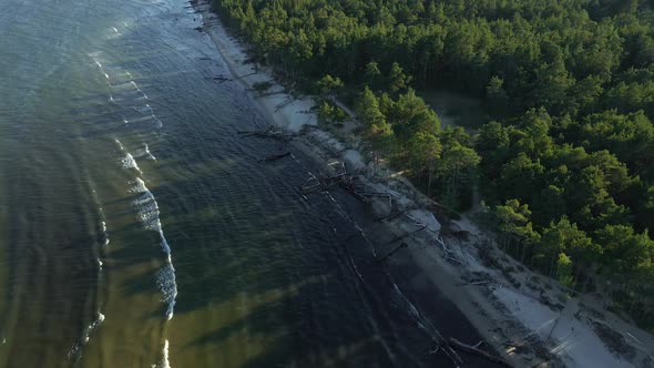 Aerial Flight Along Coastline with Fallen Trees After Huge Storm