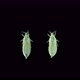 Thysanoptera Insect Larva or Nymph Under a Microscope - VideoHive Item for Sale