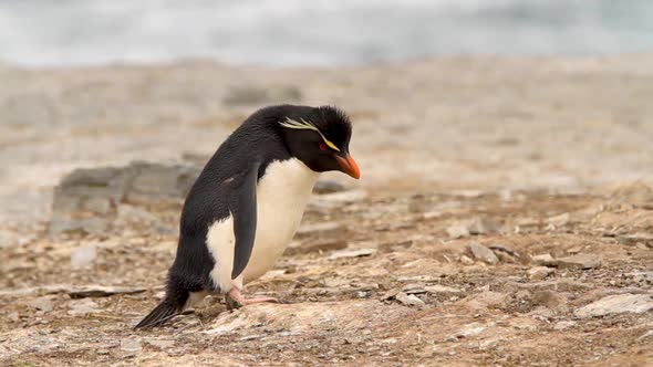 Rock Hopper Penguins Shot In The Falkland Islands