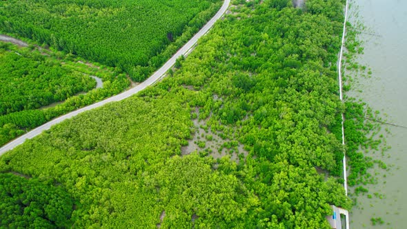 Beautiful mangrove forest. Aerial view from a drone. 4K