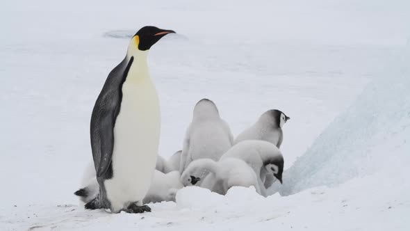 Emperor Penguins with Chicks Close Up in Antarctica