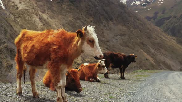 Cows on Mountains Road Natural Free Breeding