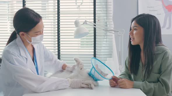 Asian veterinarian sit on table, work to examine cat during appointment in veterinary pet hospital.