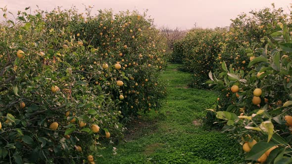 Rows of Lemon Trees