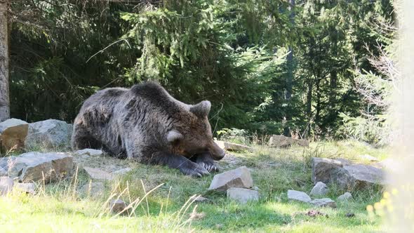 Brown Bear Lies in the Wild Forest on a Summer Day