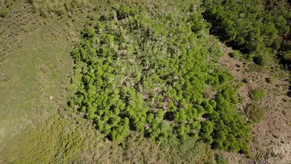 Aerial  shot,panning up from trees on the side of mountain to show Grand Valley, Colorado