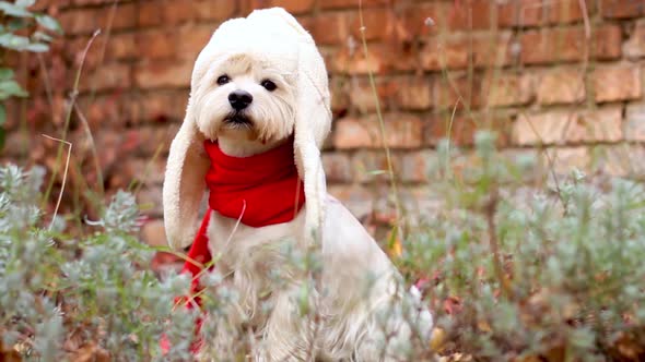 Funny Dog Outdoor. Halloween And Autumn Concept.