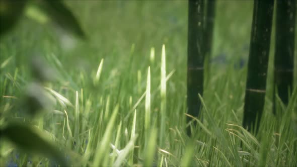 Fresh Green Grass on the Forest alt