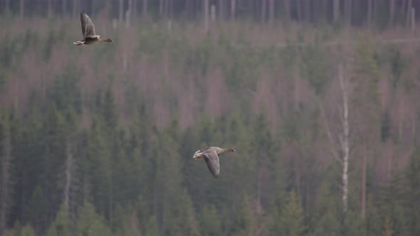 Two grey geese flying above a forest in Sweden, slow motion scenic shot