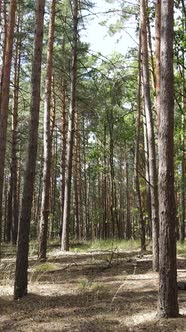 Vertical Video of Forest Landscape with Pine Trees in Summer Slow Motion