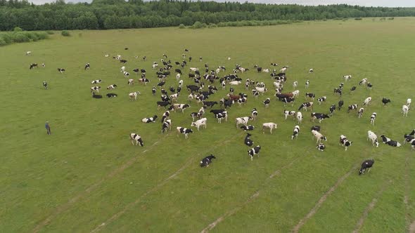 Cows Graze on Pasture