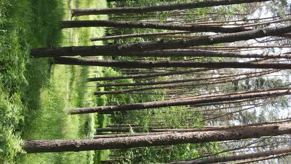 Vertical Video of Forest Landscape in Summer Slow Motion