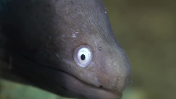 White-eye Moray eel (Gymnothorax thyrsoideus) super close up