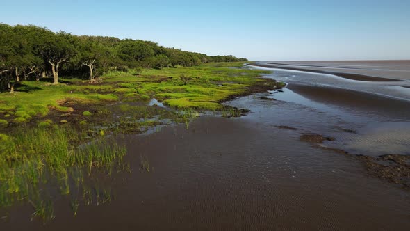 Low forward aerial of swamp by bank of La Plata River in Argentina