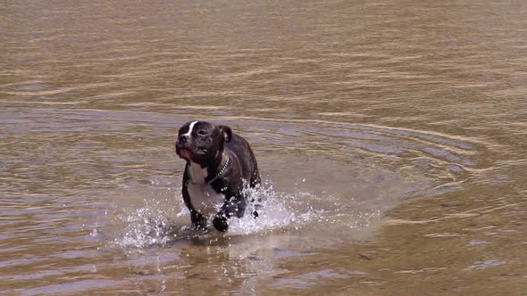 Dog Playing Water Slow Motion