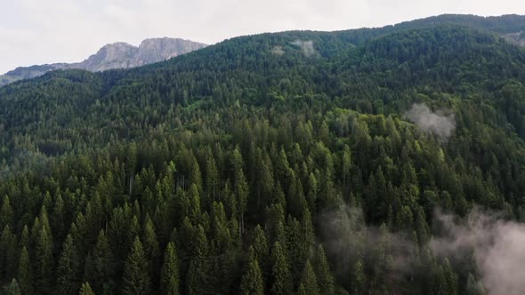 Austrian Alps Mountain Coniferous Forest