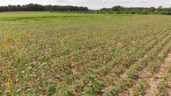  Decorative Sunflowers In A Field